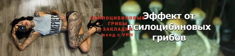 Псилоцибиновые грибы MAGIC MUSHROOMS  купить наркотики сайты  даркнет клад  Новомосковск 